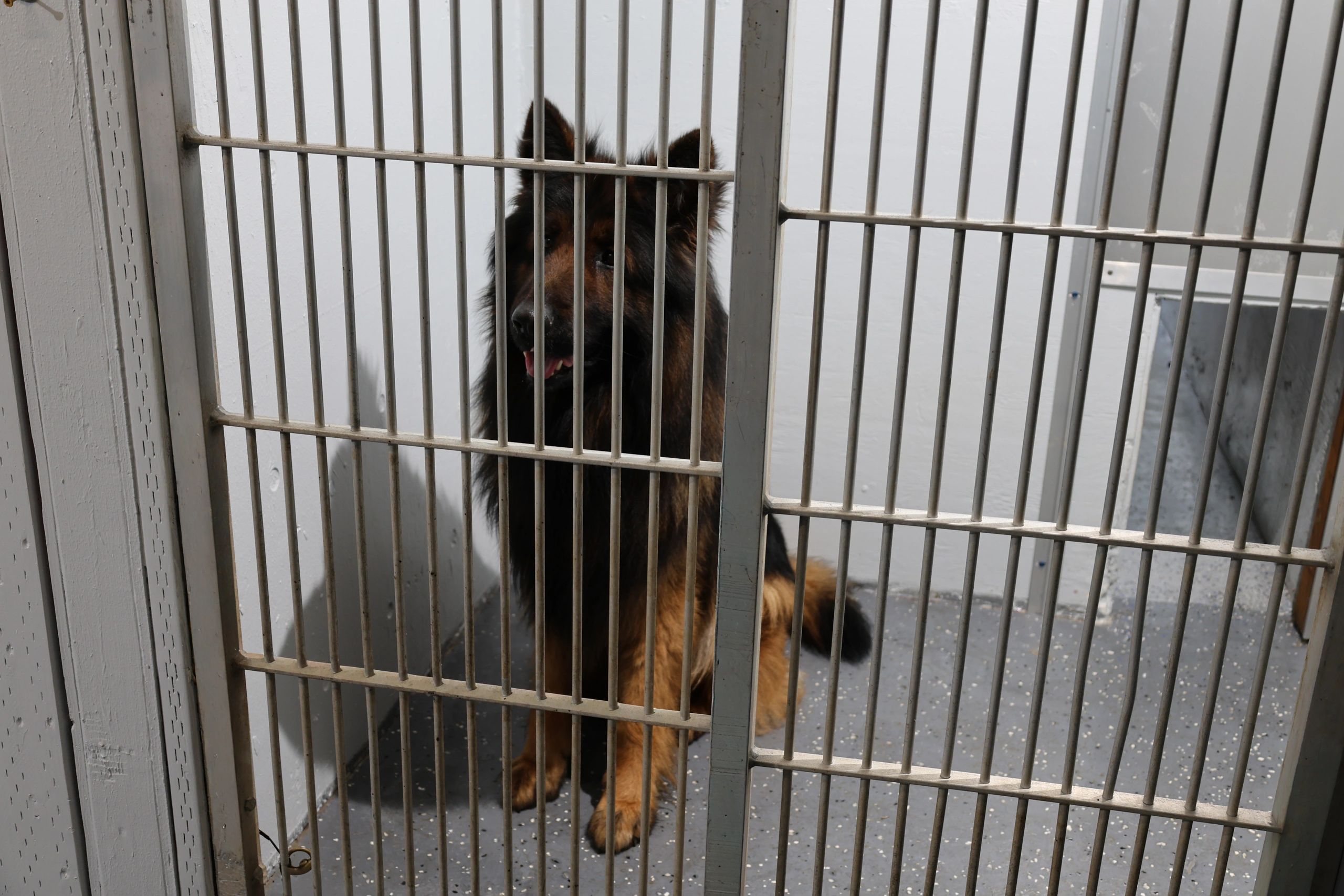 Standard kennels at EdelHaus