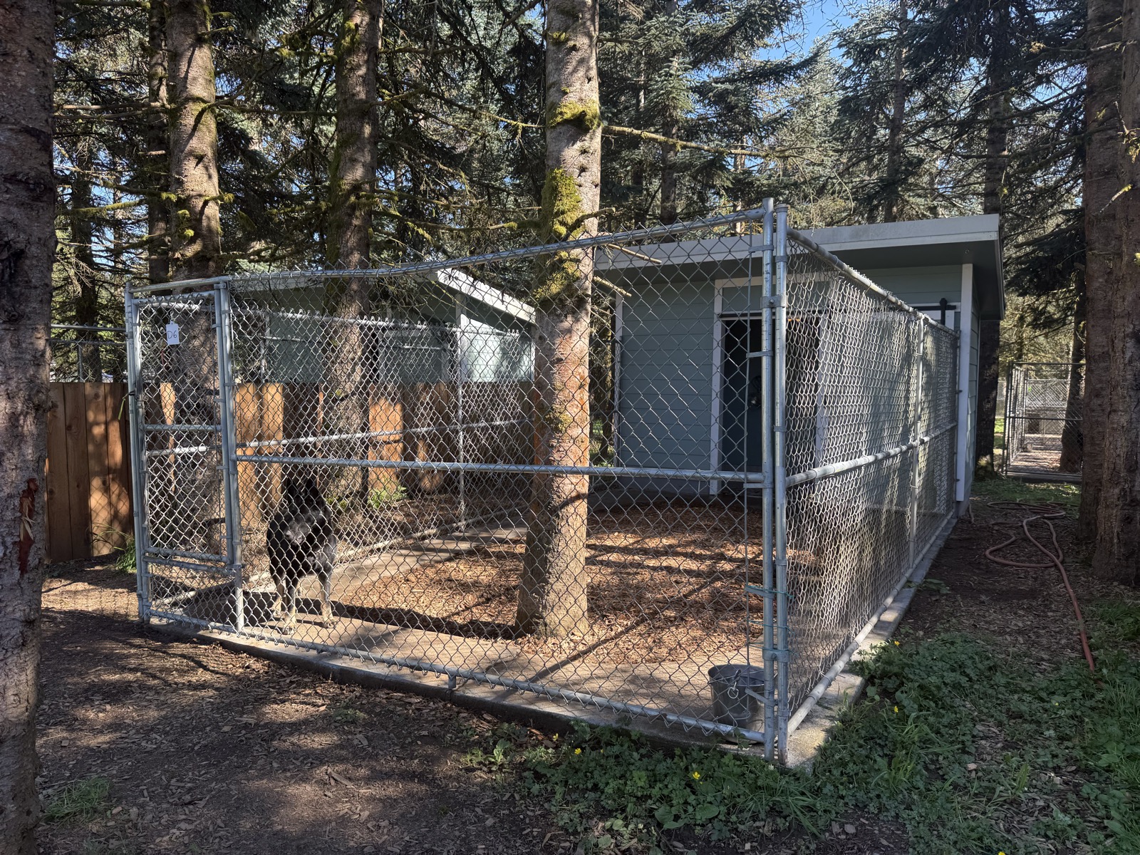 Private outdoor dog kennel enclosure at EdelHaus Pet Resort