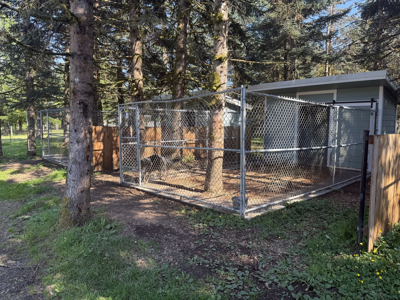 Shaded outdoor dog kennel run among evergreen trees