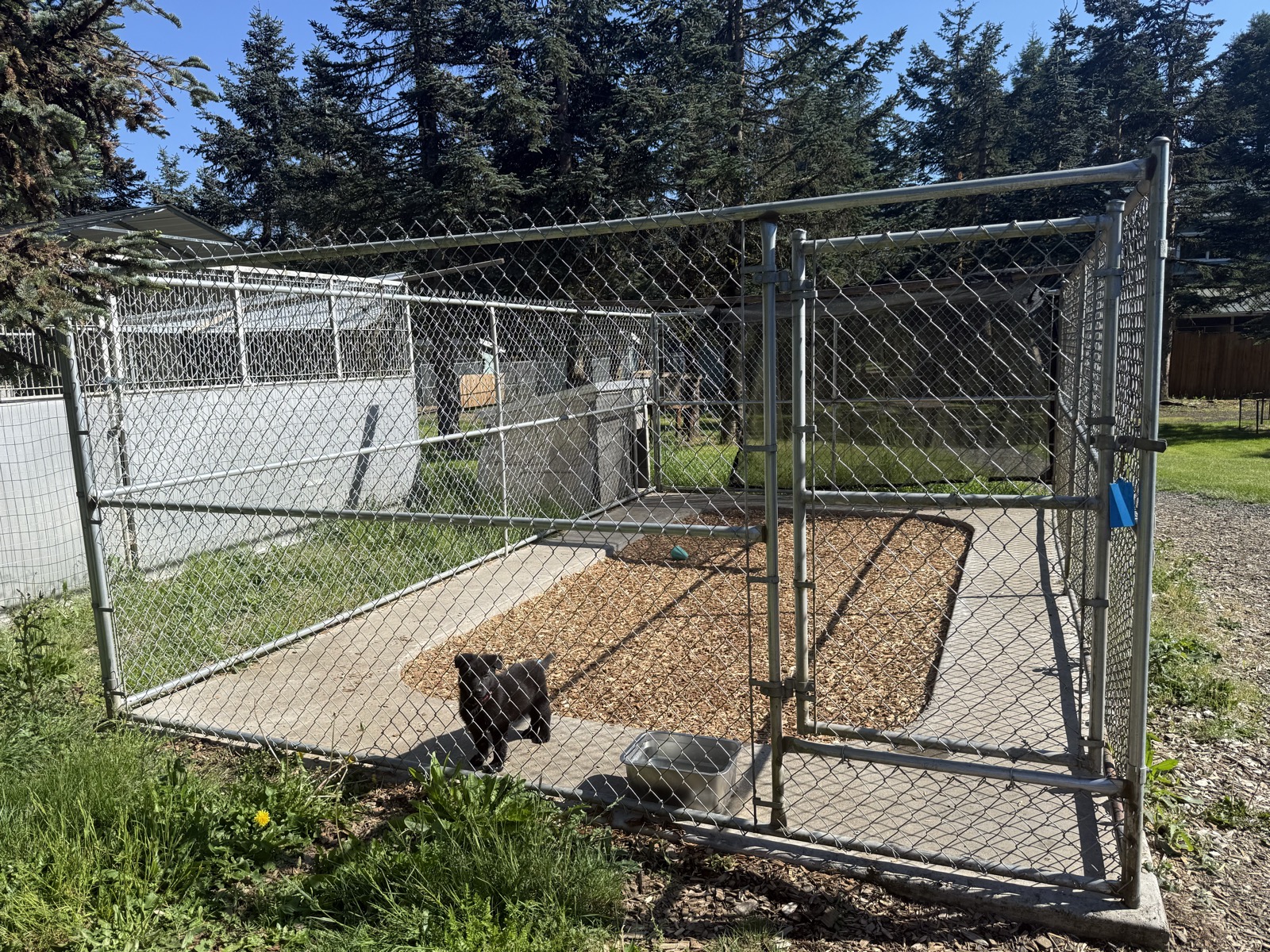 Spacious chain-link dog run with gravel surface