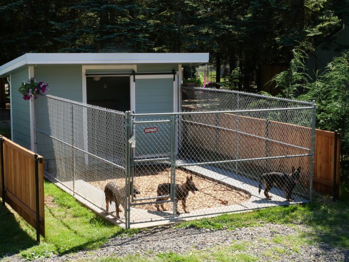 German Shepherds in outdoor kennel